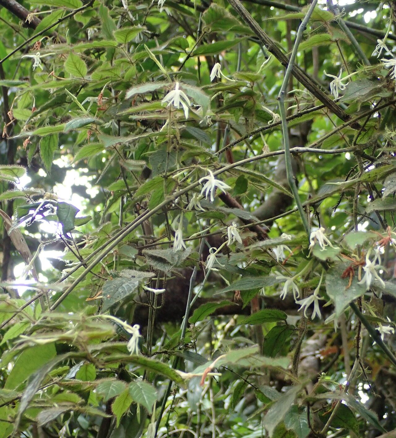 Jasminum preussii habit