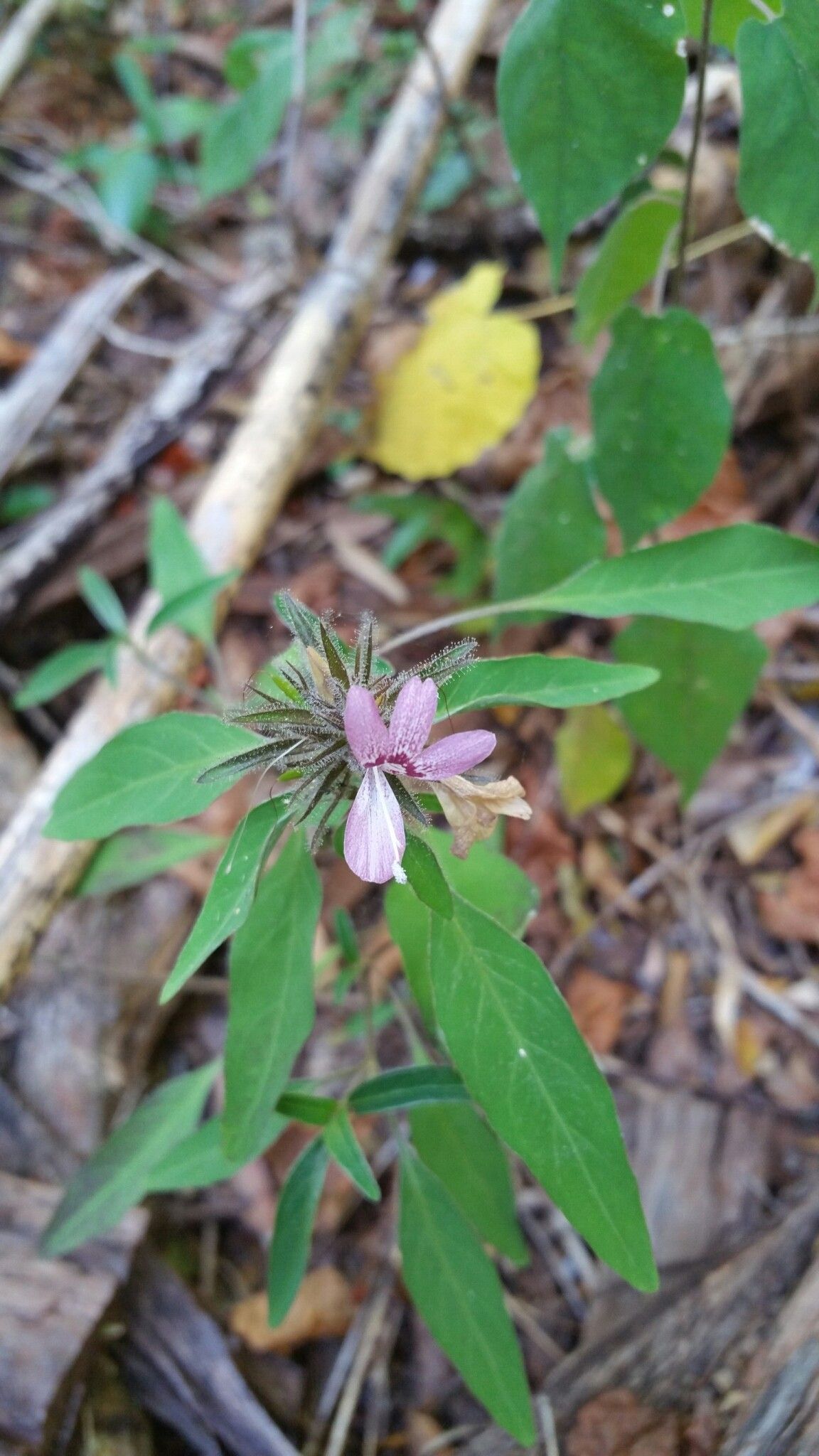 Barleria pulchella — houseplant care guide