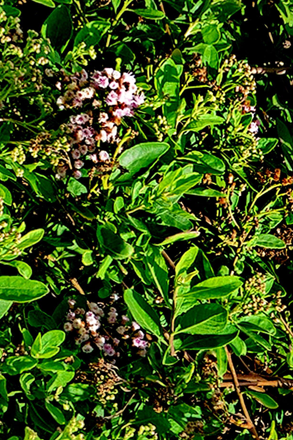 Pluchea × fosbergii — search result for 'Pluchea'