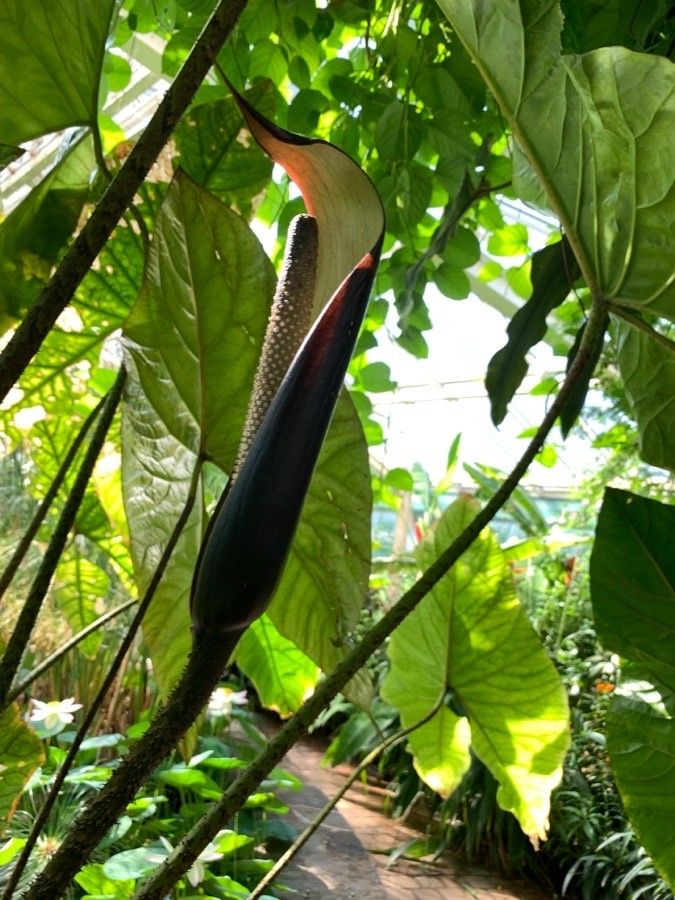 Cyrtosperma johnstonii flower