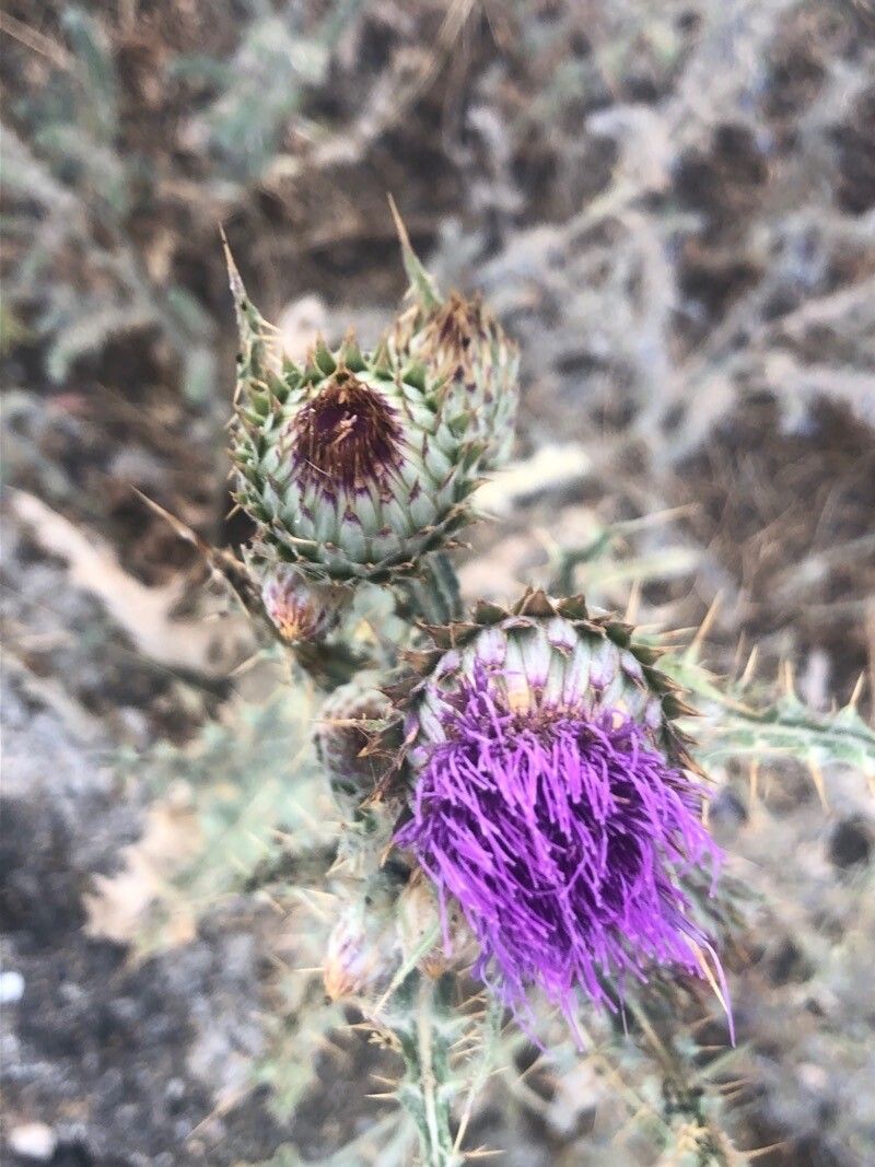 Onopordum nervosum flower