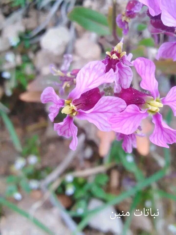 Chorispora purpurascens — related species from the same genus