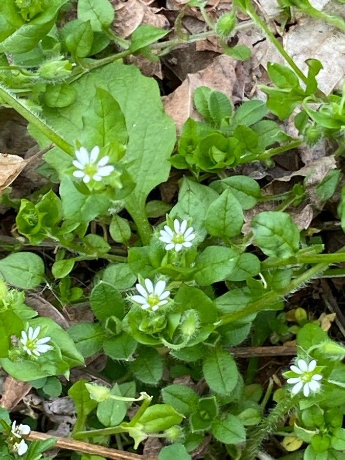 Spergula pentandra flower
