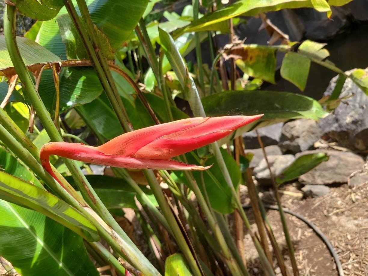 Syagrus vermicularis flower