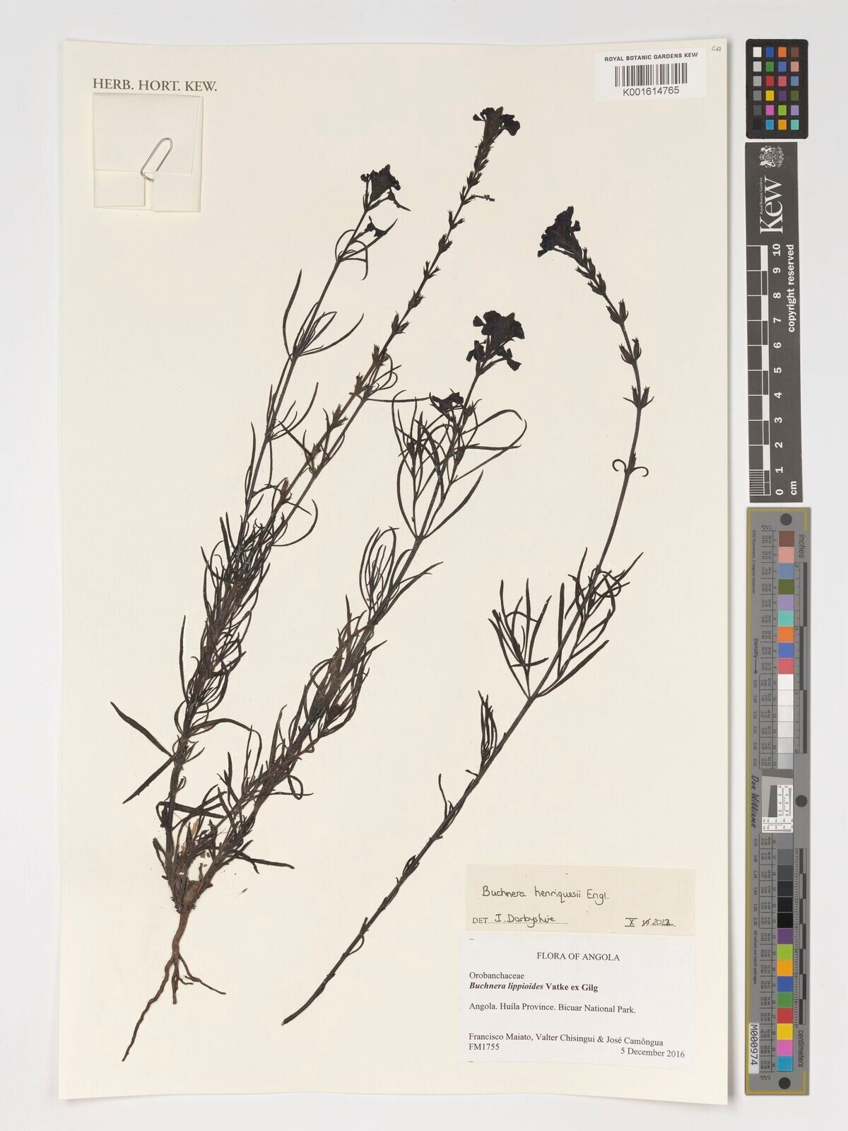 Buchnera henriquesii other