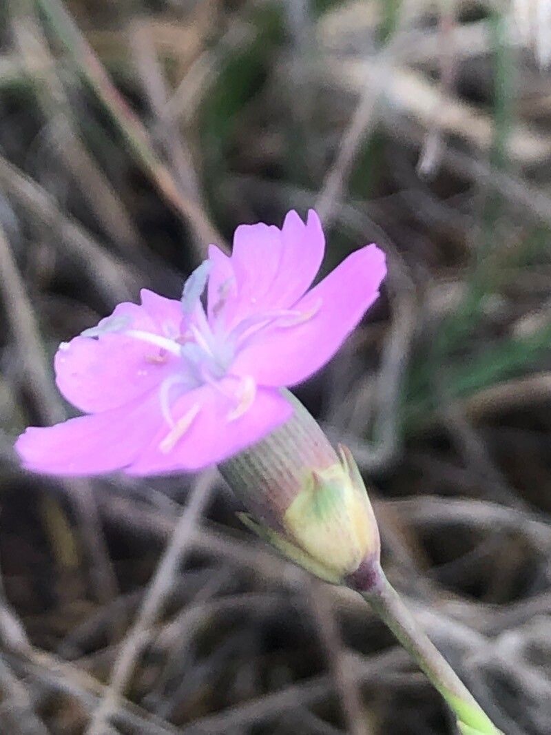 Dianthus pungens flower