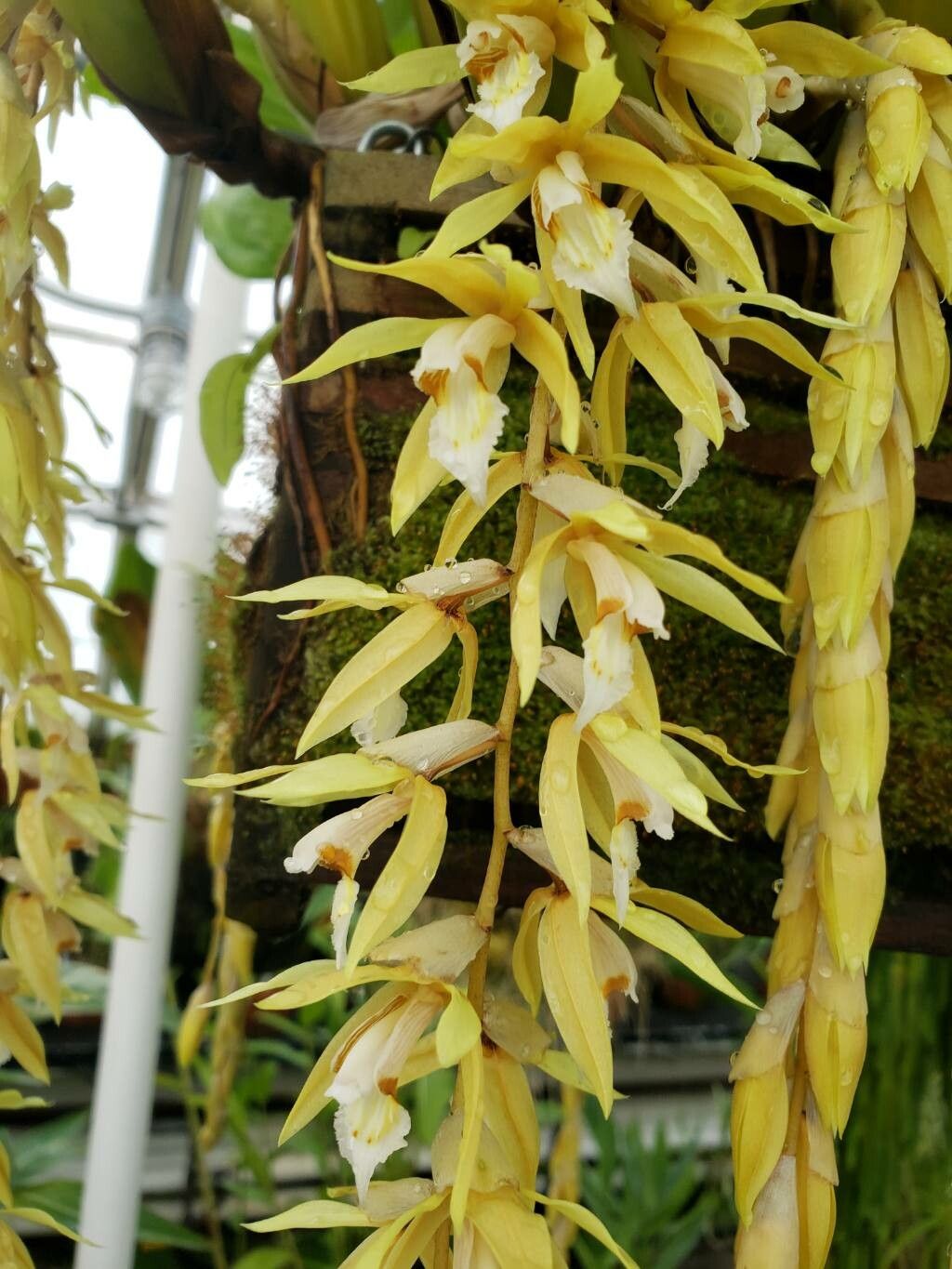 Coelogyne rochussenii flower