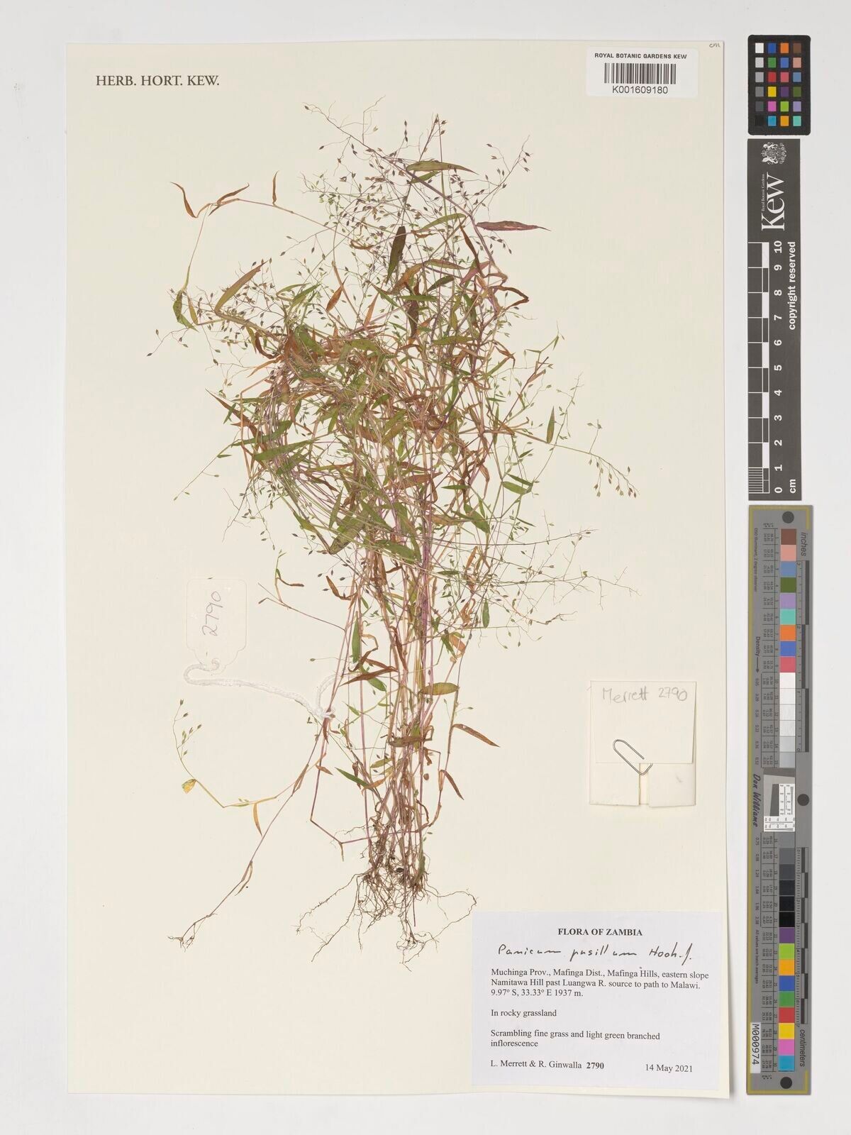 Panicum pusillum — houseplant care guide