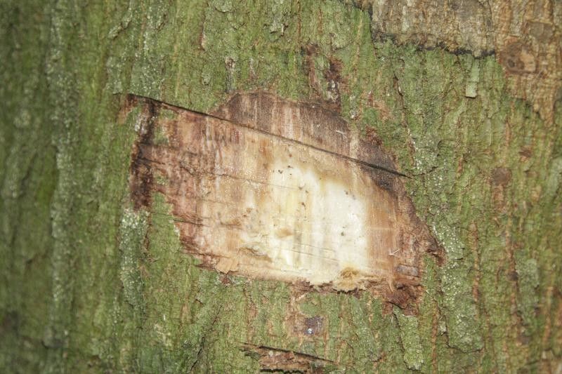 Tachigali richardiana other