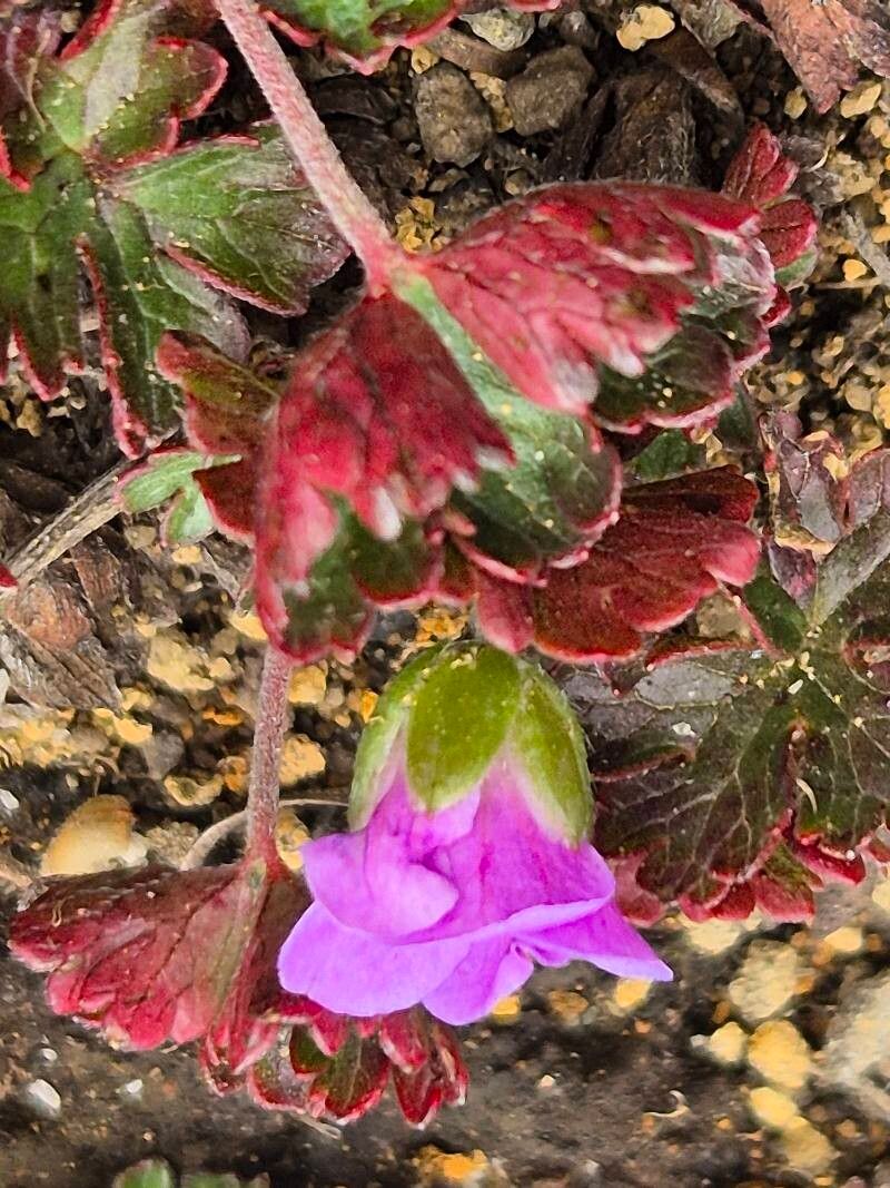 Geranium kilimandscharicum leaf