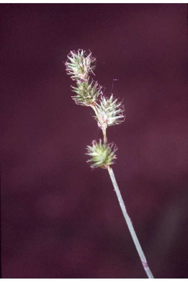 Carex festucacea — clay tolerant houseplant