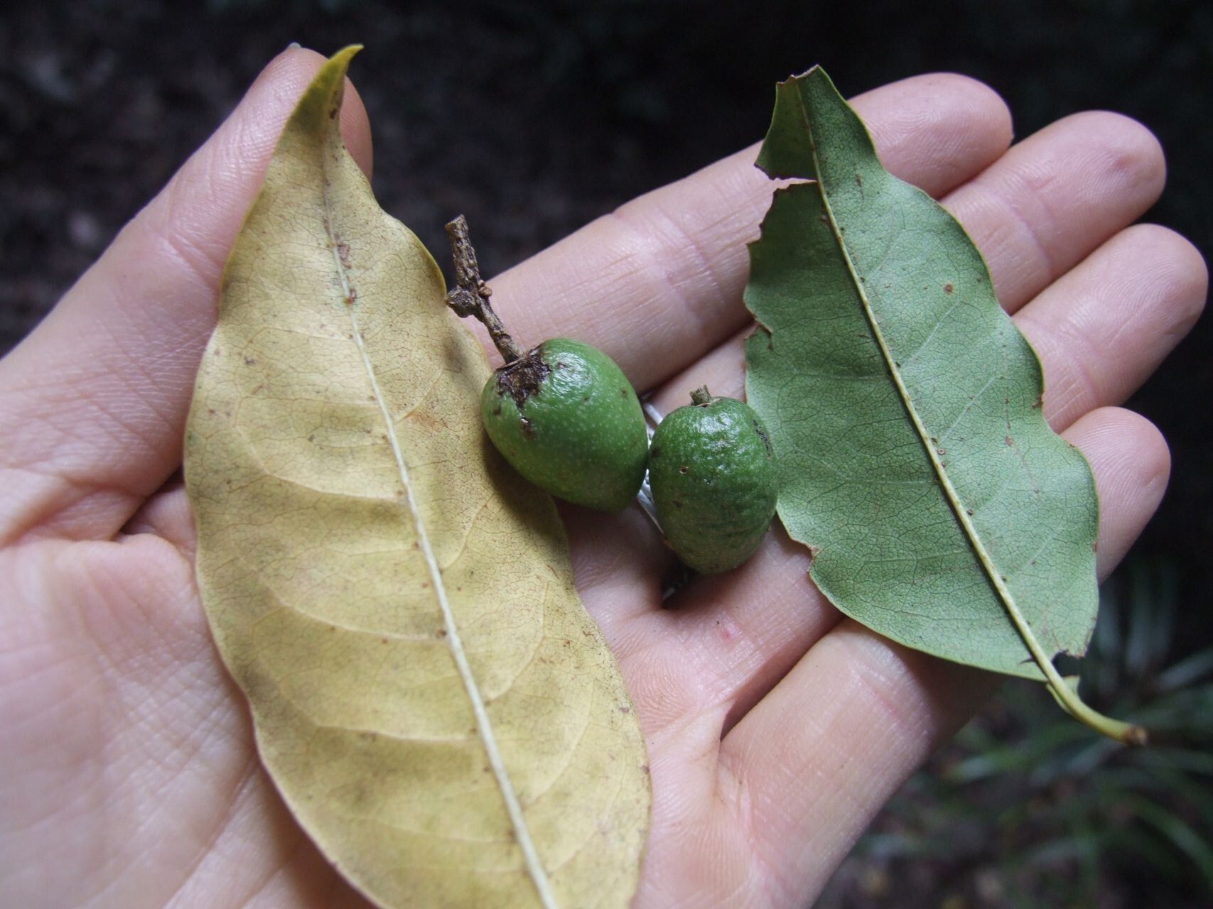 Alangium vitiense fruit