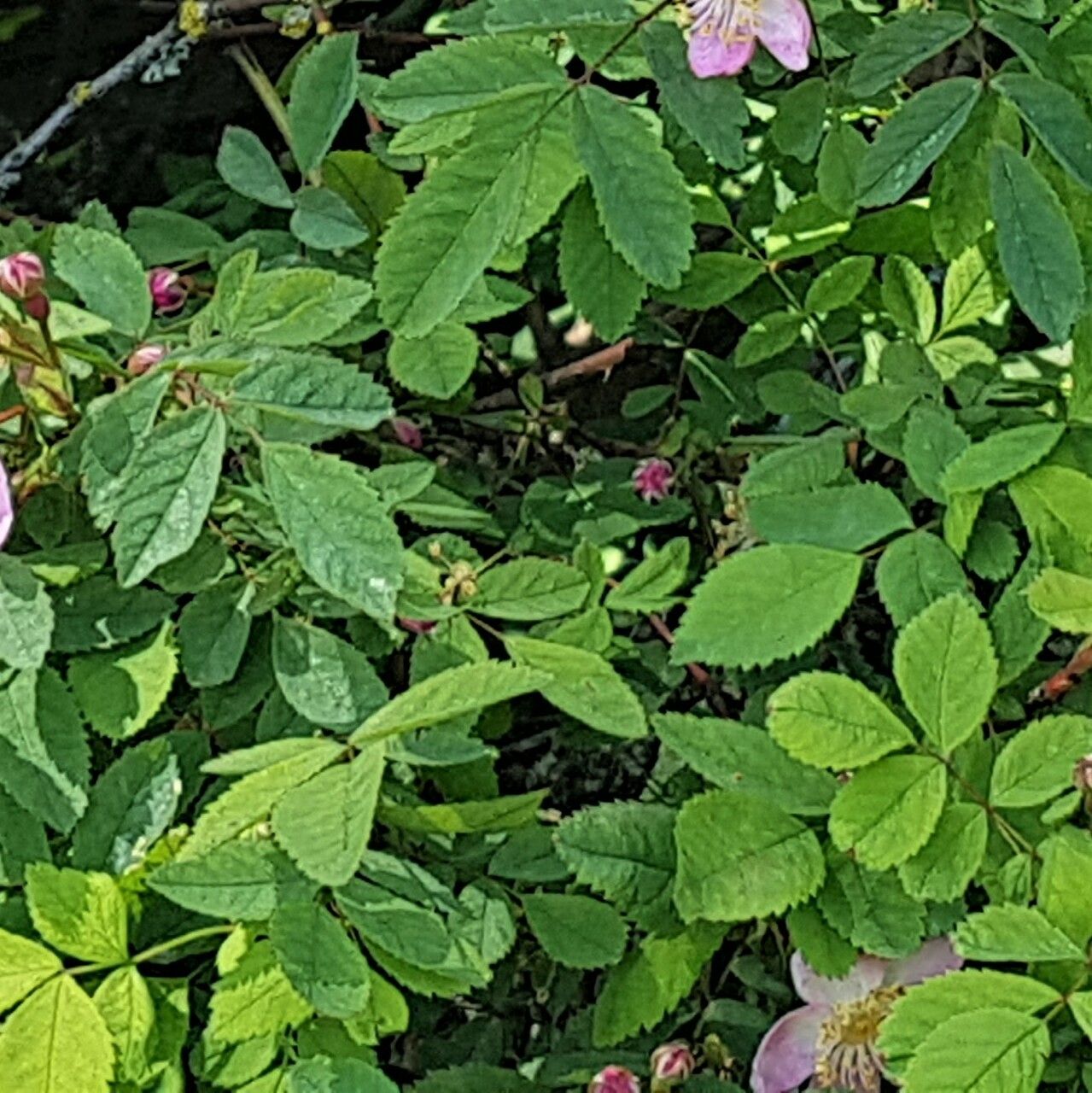 Rosa gymnocarpa leaf