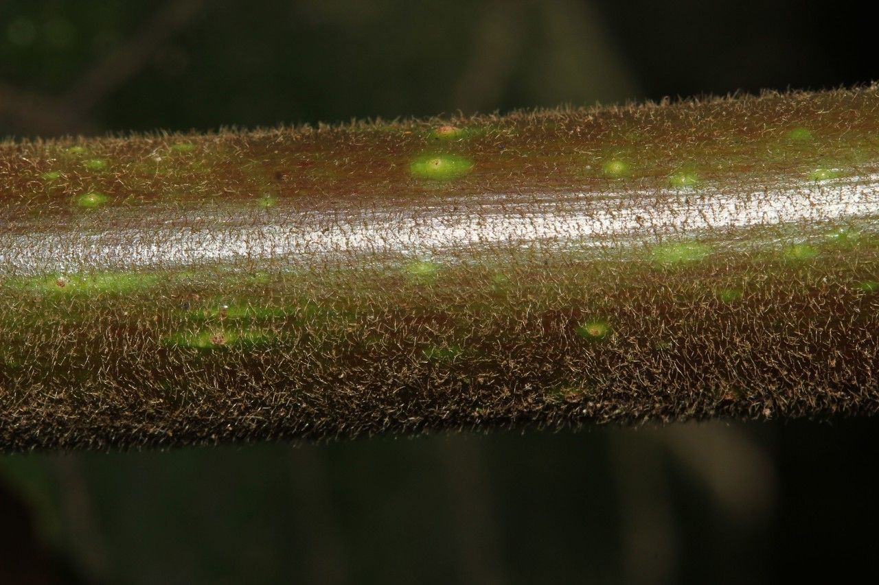 Litsea monopetala bark