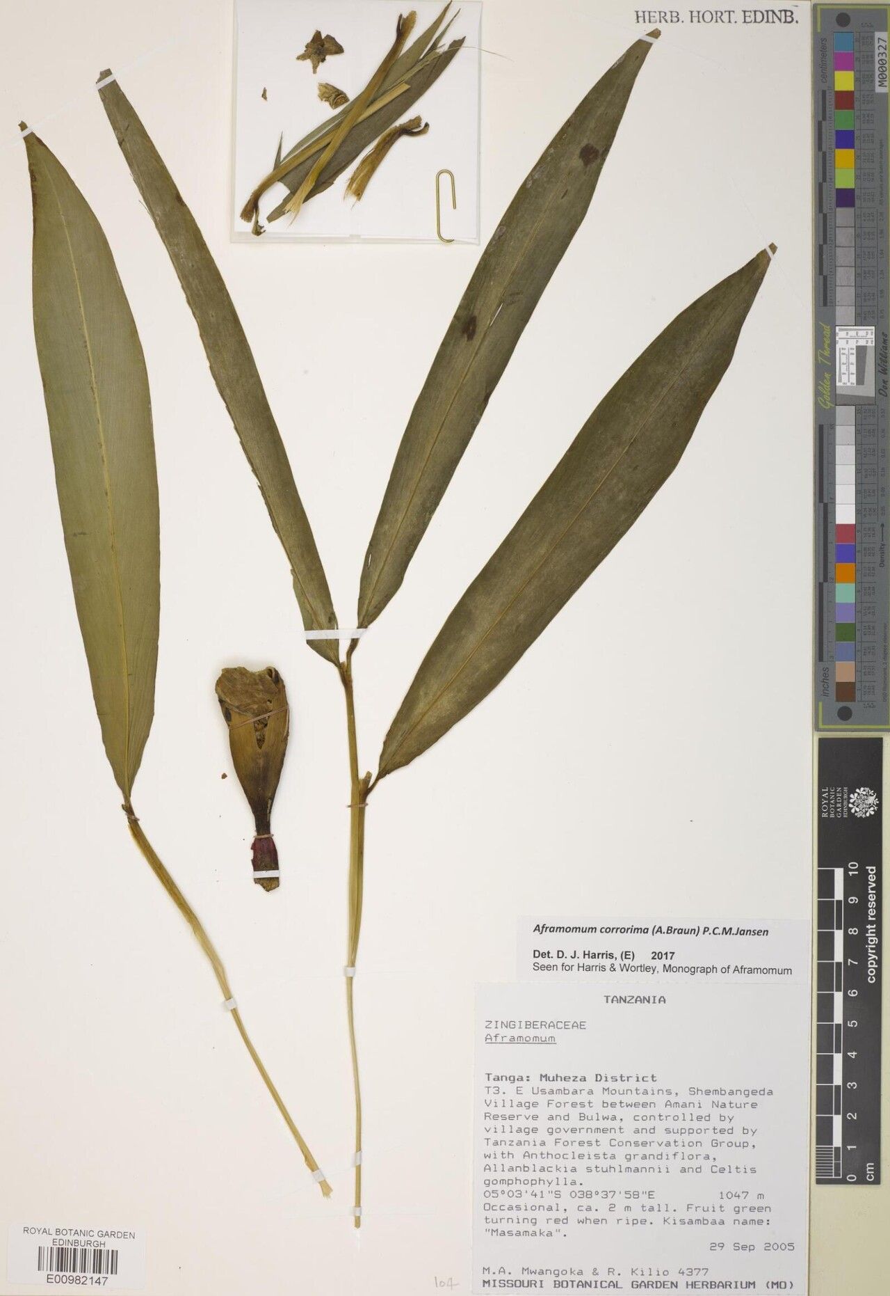 Aframomum corrorima — houseplant care guide