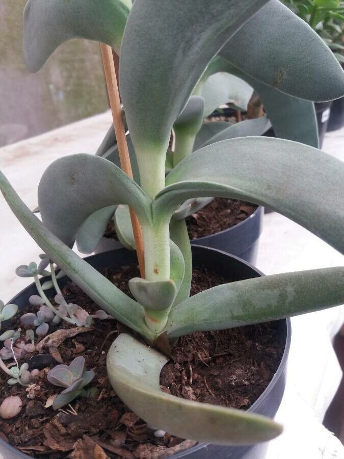 Crassula perfoliata bark