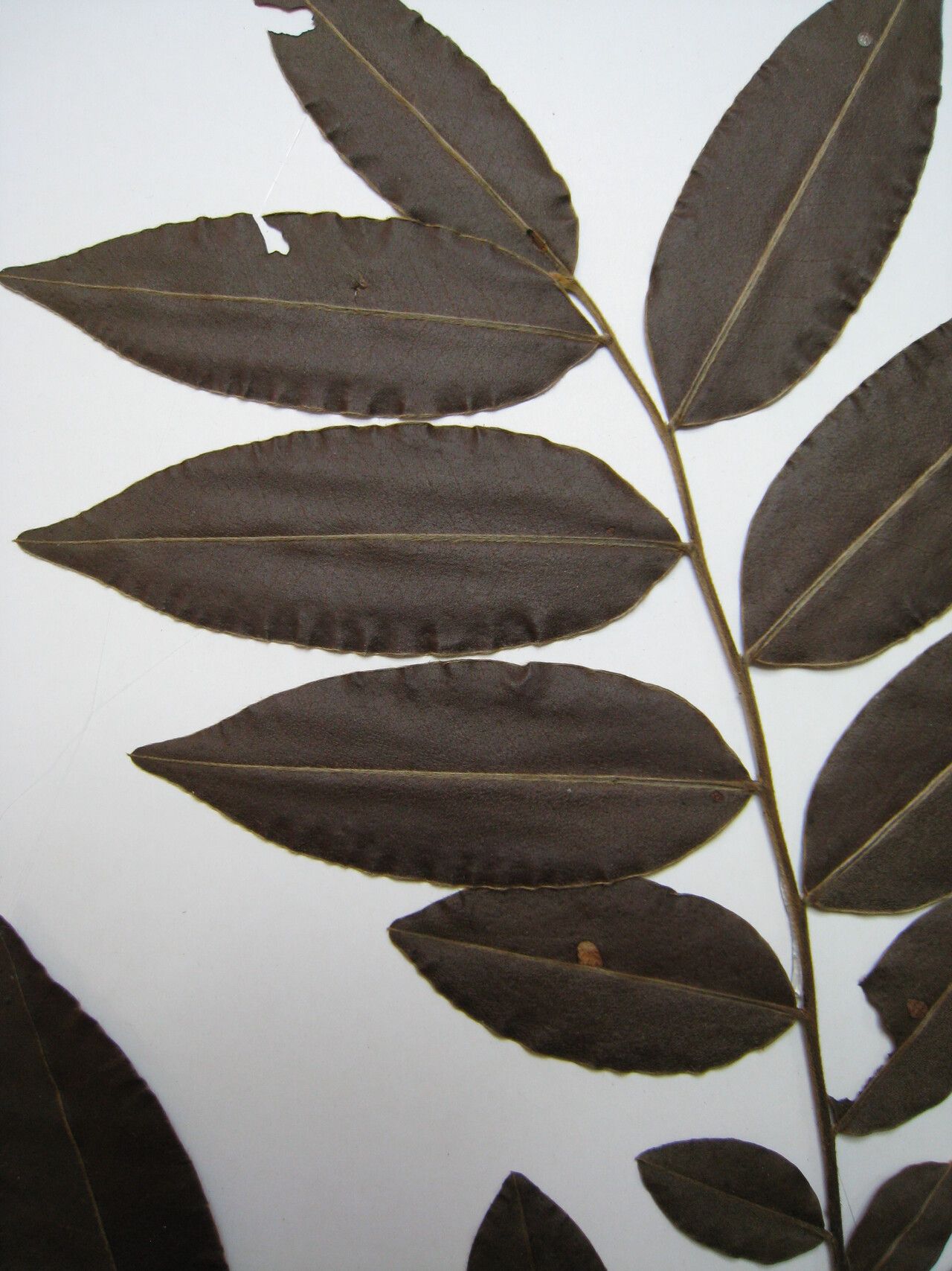 Diospyros cavalcantei other