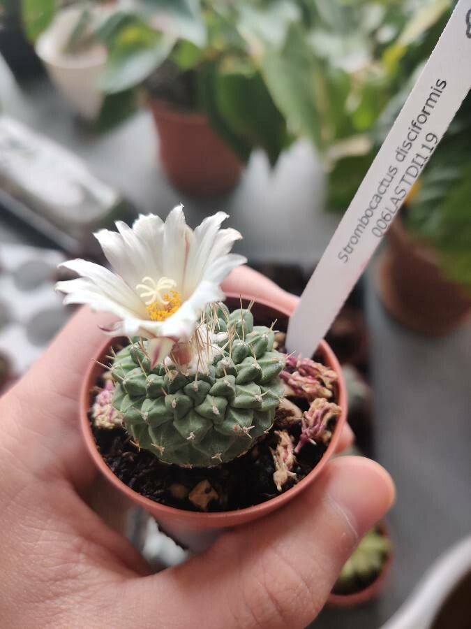 Strombocactus disciformis leaf