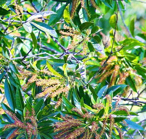 Pterophylla affinis — related species from the same genus