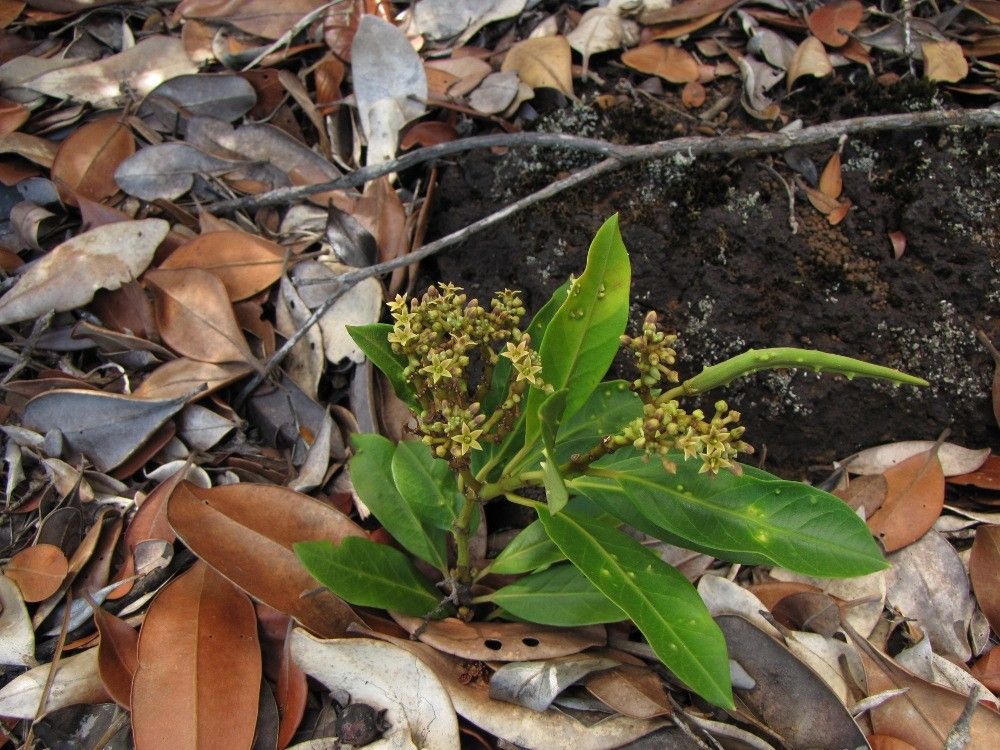 Parsonsia laxiflora habit