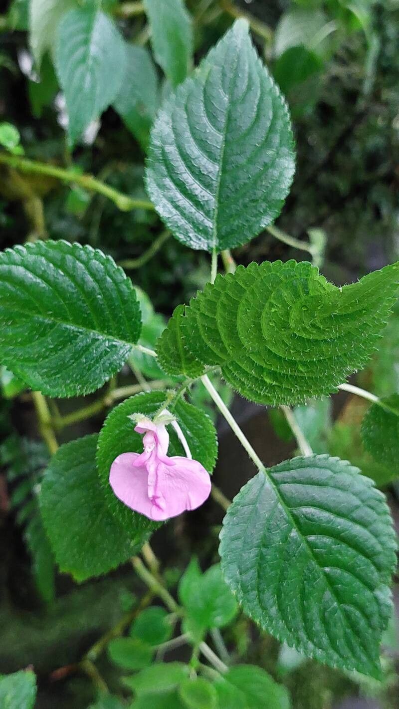 Impatiens apiculata — houseplant care guide