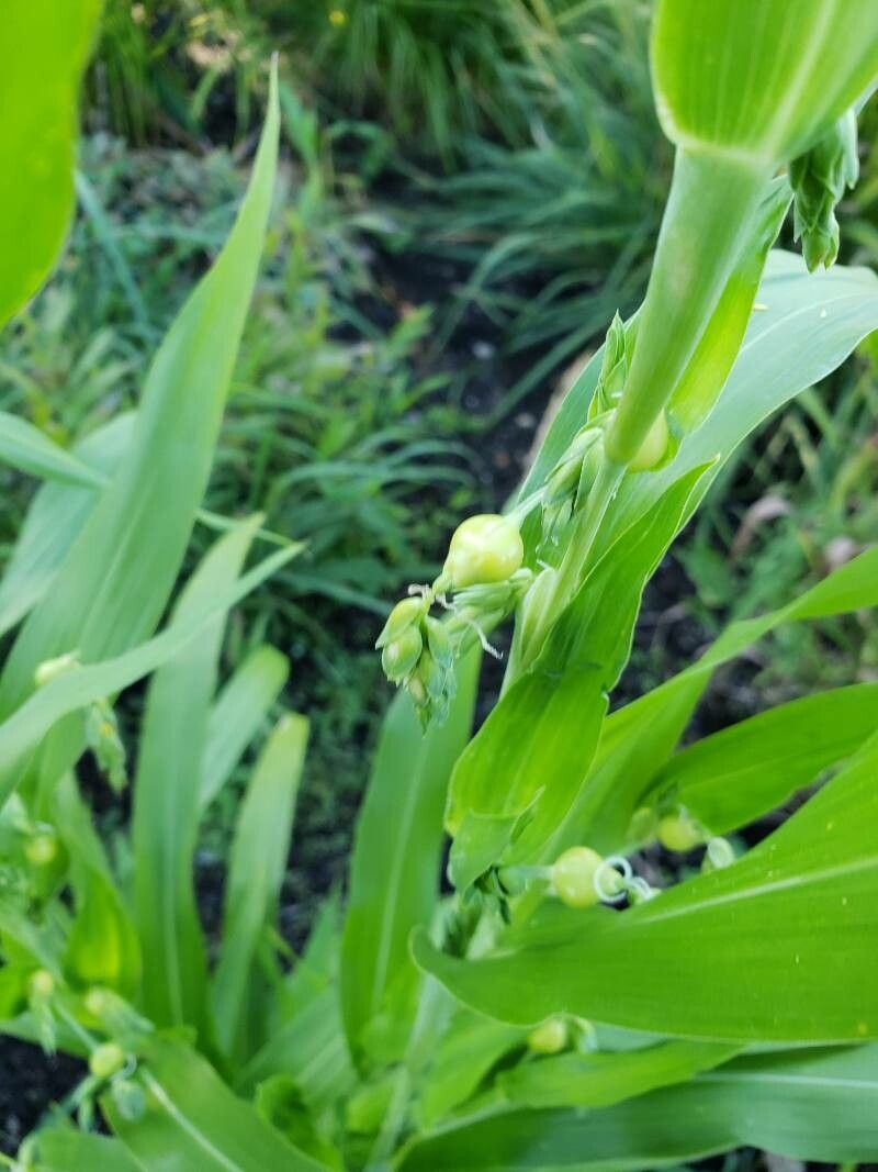 Coix lacryma-jobi flower