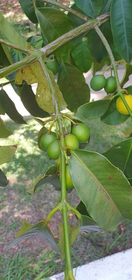 Garcinia cochinchinensis fruit