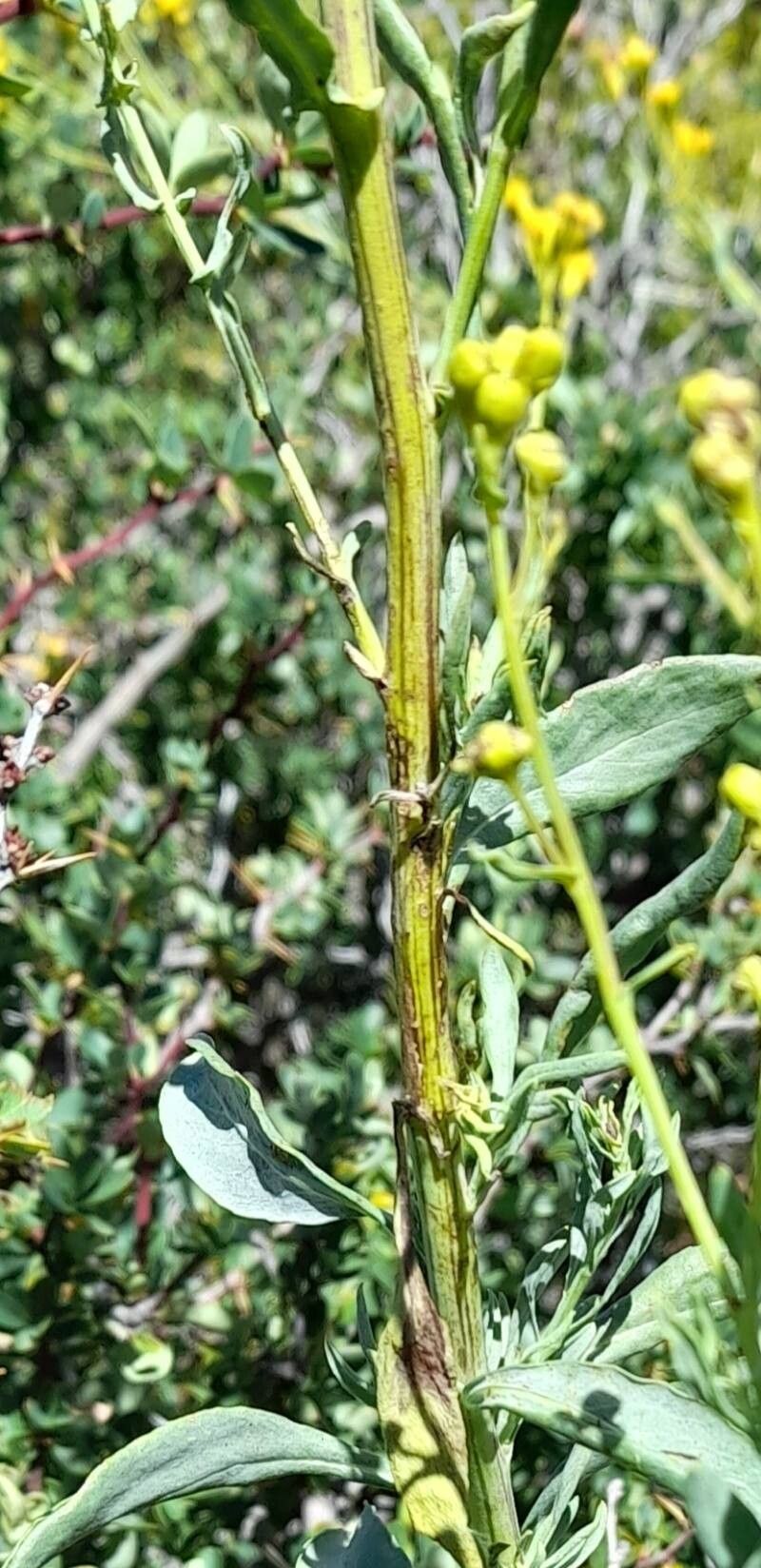 Senecio subumbellatus bark