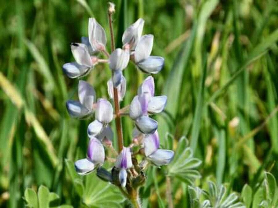 Lupinus diffusus flower