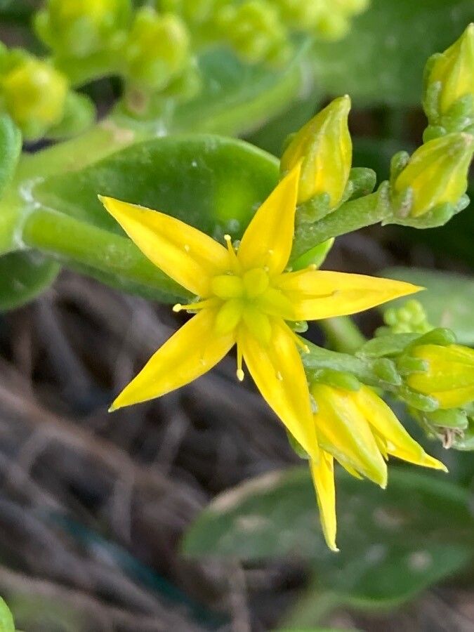 Sedum dendroideum flower