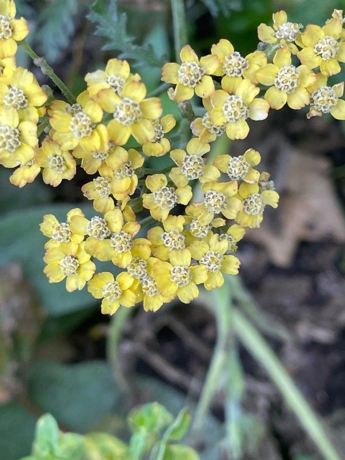 Achillea tomentosa flower