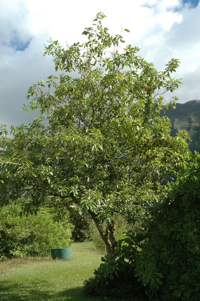 Sapindus oahuensis habit