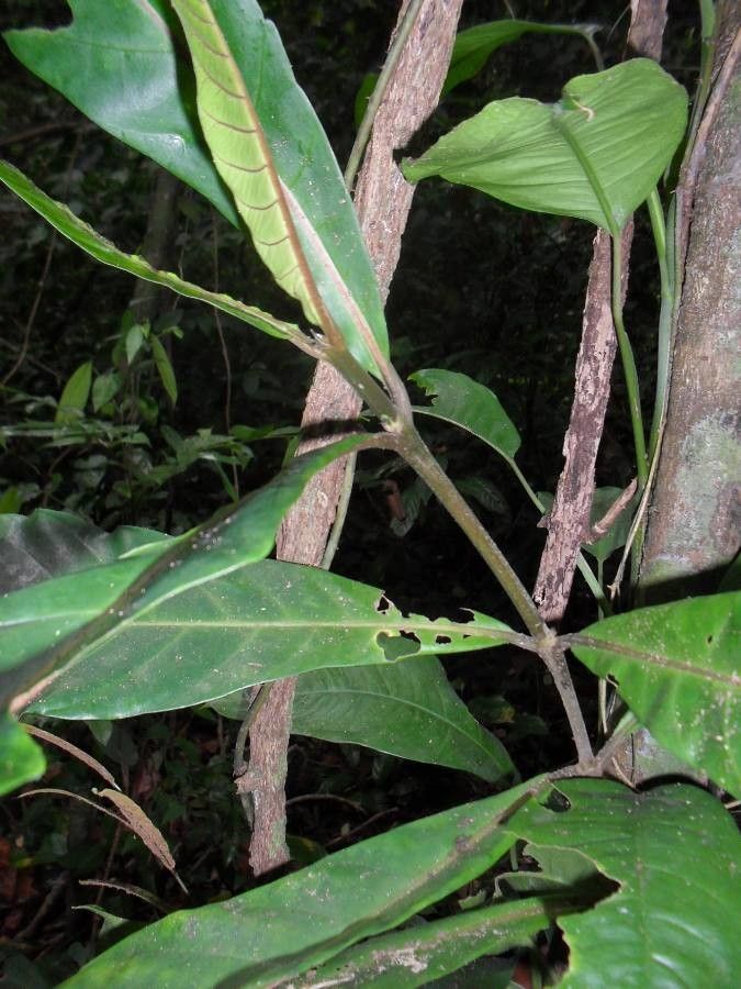 Atractocarpus pterocarpon — search result for 'Atractocarpus'