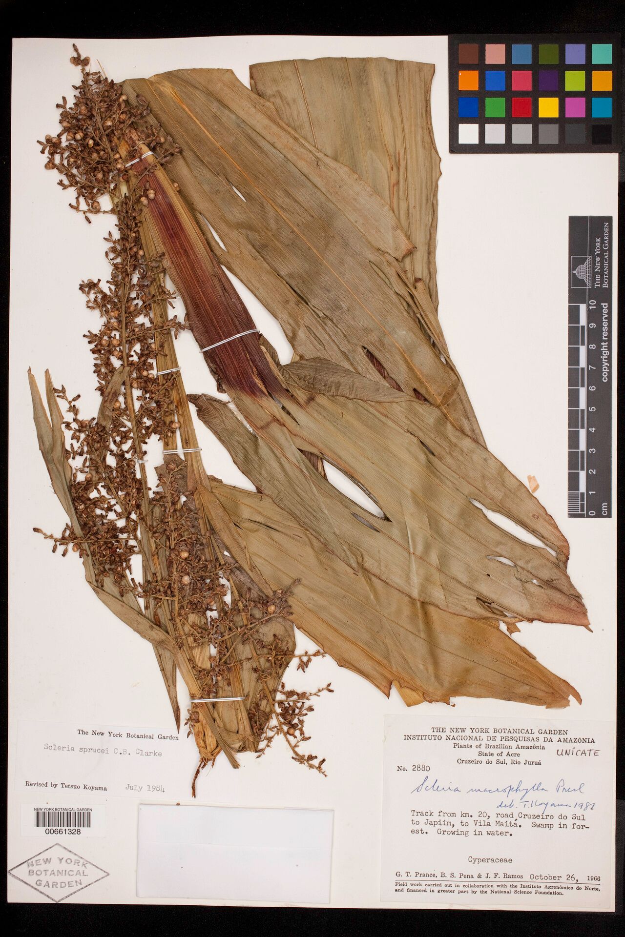 Scleria sprucei — houseplant care guide