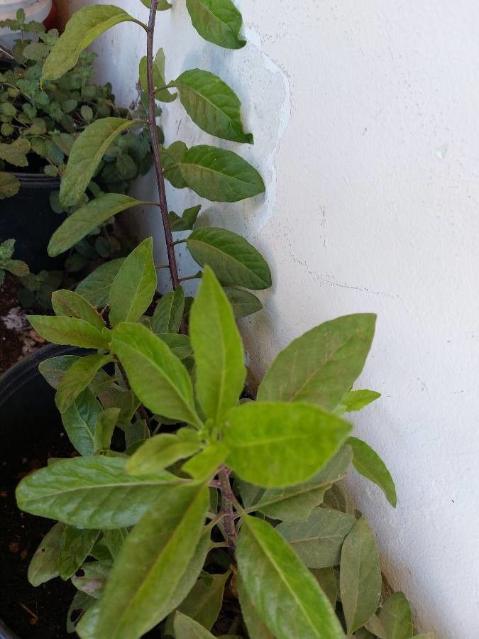 Gynura procumbens leaf