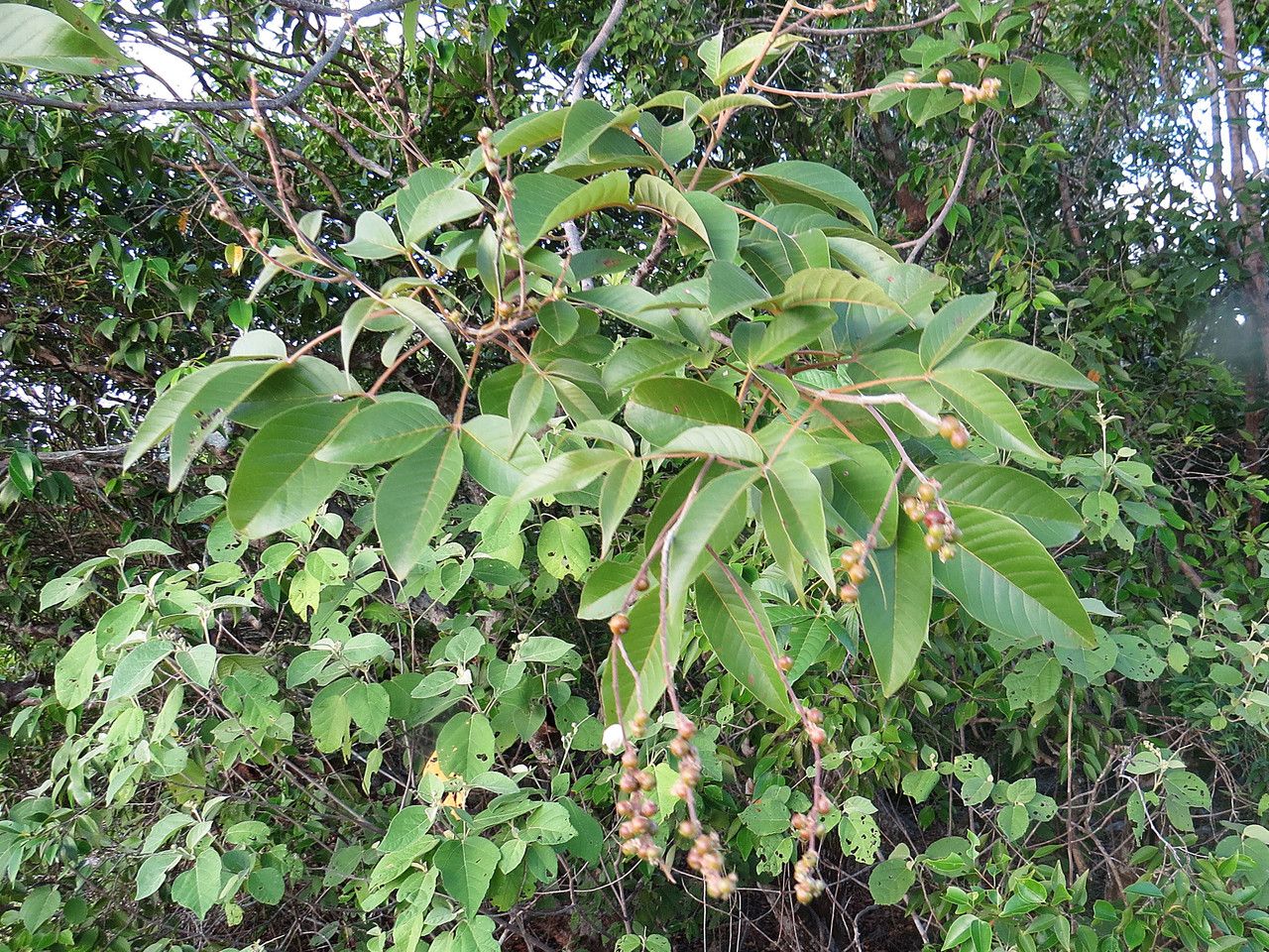 Vitex altissima fruit