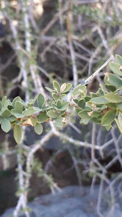 Grewia tenax — search result for 'Grewia'