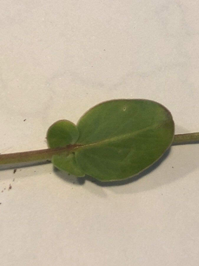 Coronilla scorpioides — search result for 'Senna'