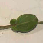 Coronilla scorpioides