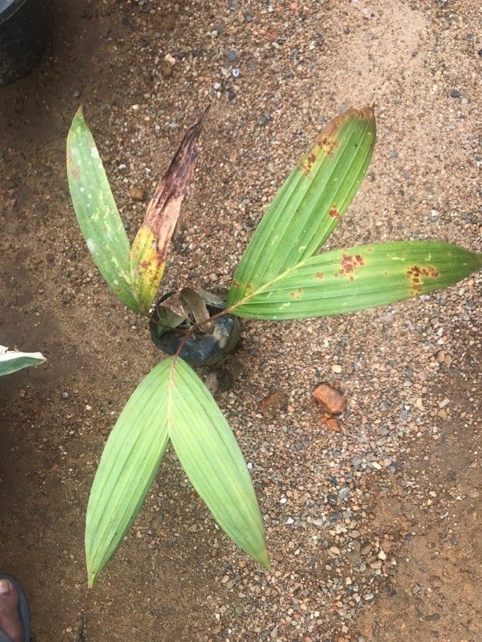 Loxococcus rupicola — houseplant care guide