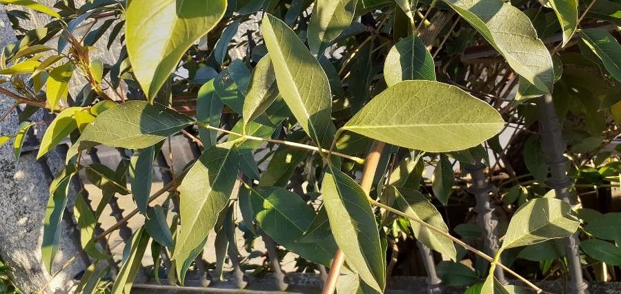 Erythrina crista-galli leaf