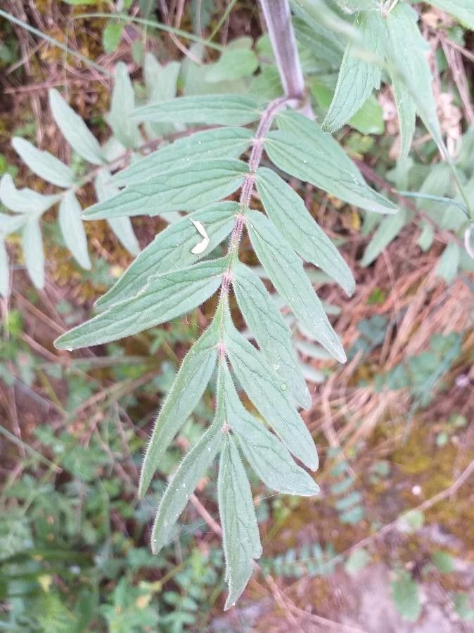 Valeriana tuberosa — sleep aid houseplant