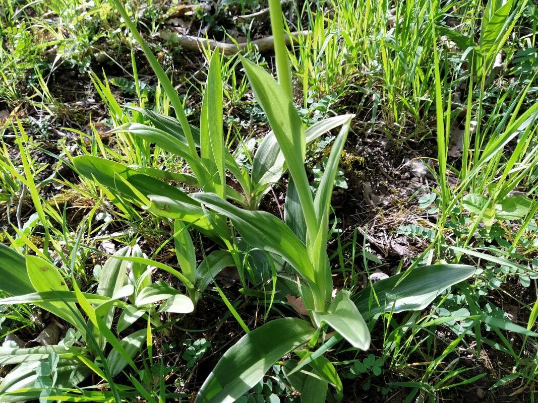 Orchis × bergonii leaf