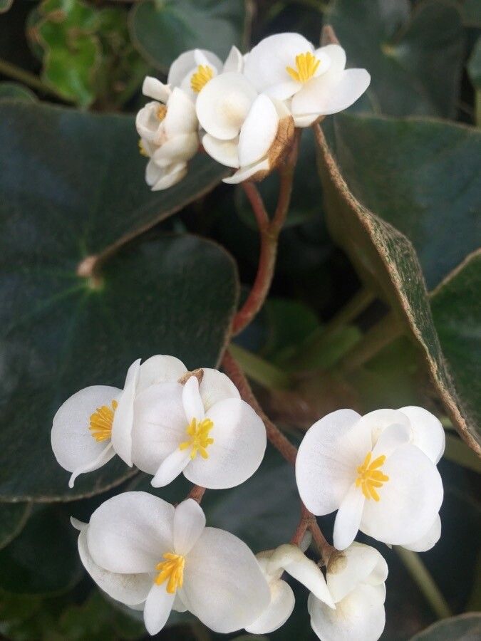 Begonia curtii flower