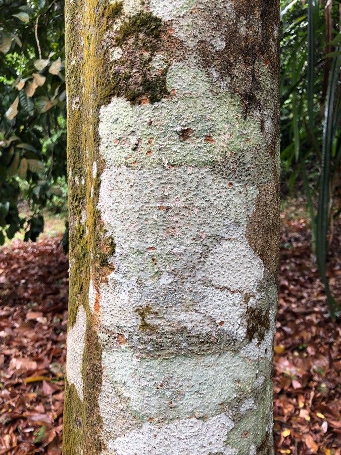 Intsia palembanica — search result for 'and southwest Asia'