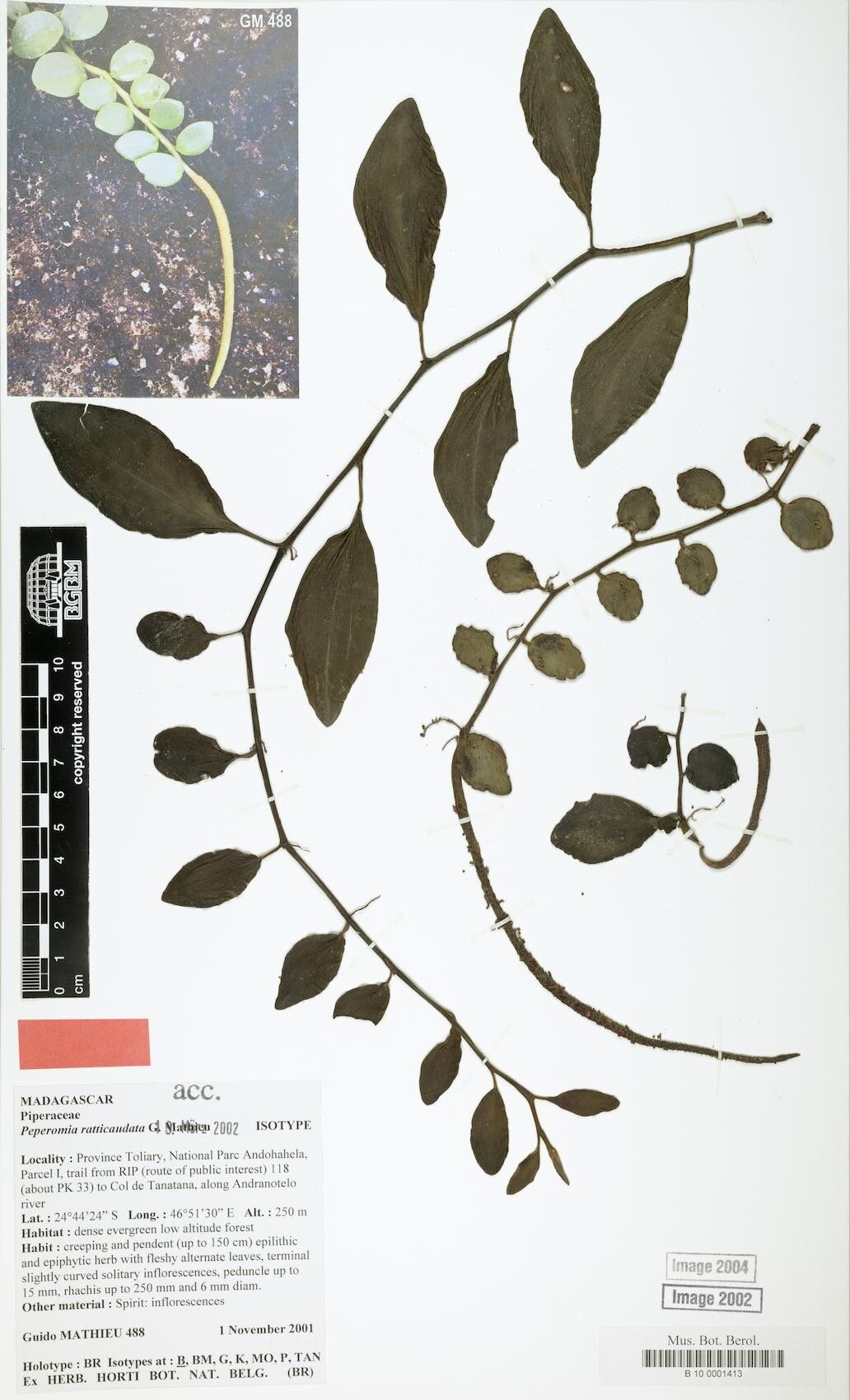 Peperomia ratticaudata — houseplant care guide