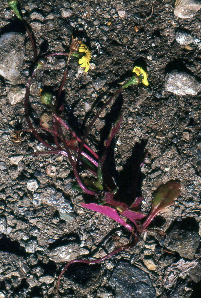 Senecio transiens habit