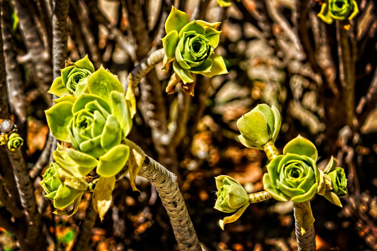 Aeonium balsamiferum bark