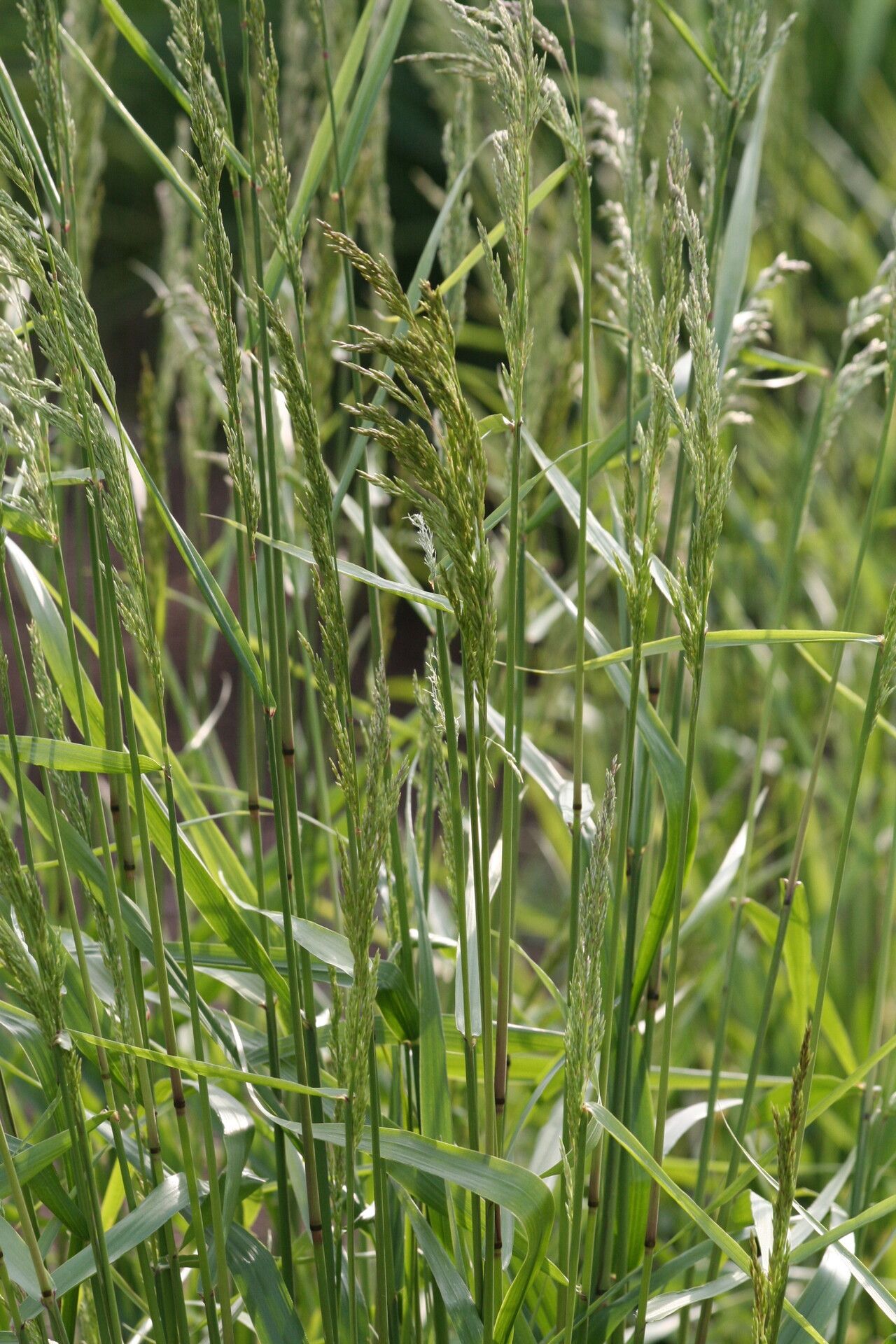 Festuca altissima flower