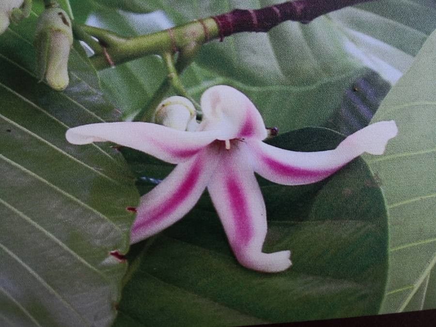 Dipterocarpus turbinatus flower
